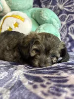 Rollie, a male Yorkipoo for sale in High Point, NC – 5 of 10