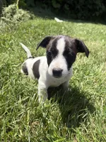 Domino, a male Jack Russell Terrier for sale in High Point, NC – 5 of 6