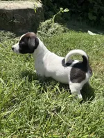 Domino, a male Jack Russell Terrier for sale in High Point, NC – 4 of 6