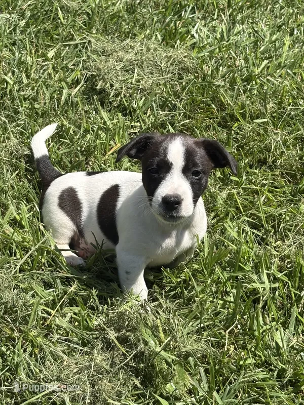 Domino – Jack Russell Terrier puppy for sale in High Point, NC