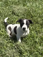 Domino, a male Jack Russell Terrier for sale in High Point, NC – 1 of 6