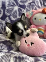 Lil Biscuit, a female Chihuahua for sale in High Point, NC – 6 of 9
