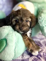 Rollie, a male Yorkipoo for sale in High Point, NC – 4 of 10