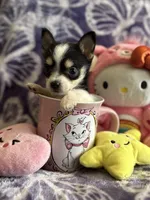 Lil Biscuit, a female Chihuahua for sale in High Point, NC – 7 of 9