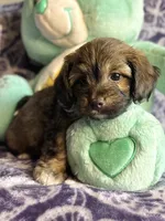 Rollie, a male Yorkipoo for sale in High Point, NC – 2 of 10