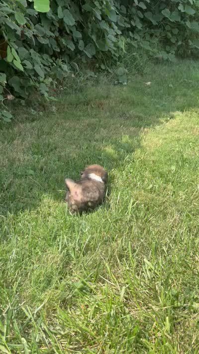 Rollie, a male Yorkipoo for sale in High Point, NC – 10 of 10