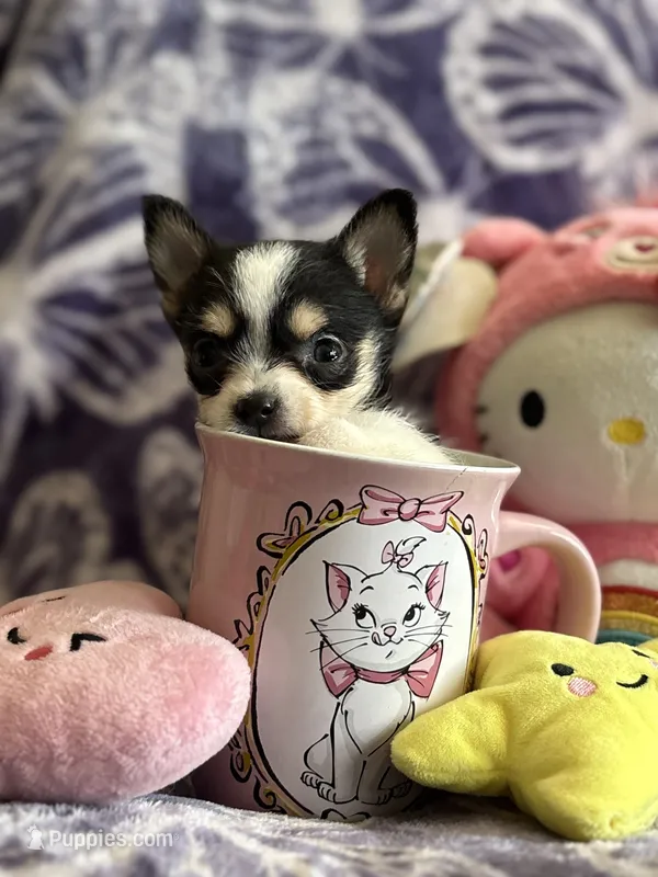 Lil Biscuit – Chihuahua puppy for sale in High Point, NC