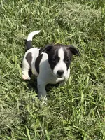 Domino, a male Jack Russell Terrier for sale in High Point, NC – 2 of 6