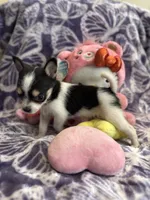 Lil Biscuit, a female Chihuahua for sale in High Point, NC – 3 of 9