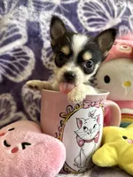 Lil Biscuit, a female Chihuahua for sale in High Point, NC – 8 of 9