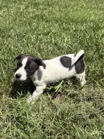 Domino, a male Jack Russell Terrier for sale in High Point, NC – 6 of 6
