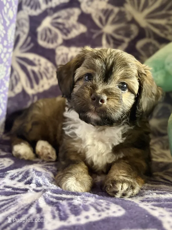 Rollie – Yorkipoo puppy for sale in High Point, NC