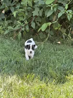 Dice, a male Jack Russell Terrier for sale in High Point, NC – 5 of 5
