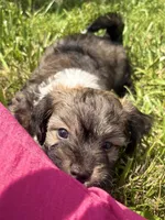 Rollie, a male Yorkipoo for sale in High Point, NC – 7 of 10