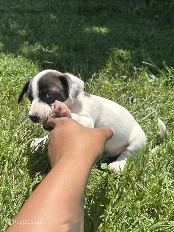Dice – Jack Russell Terrier puppy for sale in High Point, NC