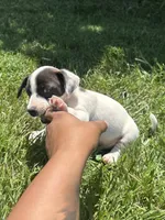 Dice, a male Jack Russell Terrier for sale in High Point, NC – 1 of 5