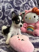 Lil Biscuit, a female Chihuahua for sale in High Point, NC – 2 of 9