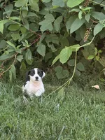 Dice, a male Jack Russell Terrier for sale in High Point, NC – 2 of 5