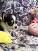 Lil Biscuit, a female Chihuahua for sale in High Point, NC – 4 of 9