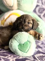 Rollie, a male Yorkipoo for sale in High Point, NC – 3 of 10