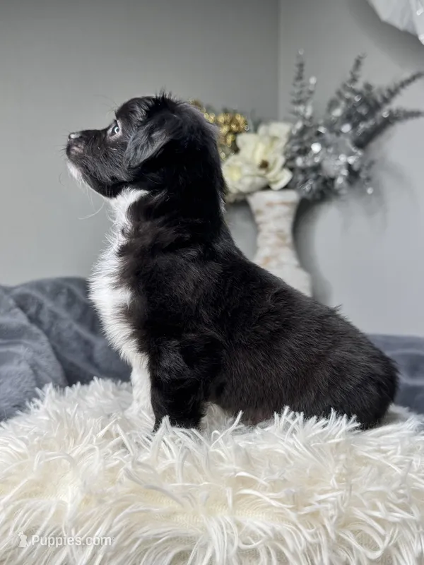 Mookie  – Maltipoo, Shih Tzu puppy for sale in Fate, TX