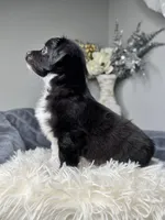 Mookie , a male Maltipoo and Shih Tzu for sale in Fate, TX – 1 of 4
