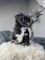 Mookie , a male Maltipoo and Shih Tzu for sale in Fate, TX – 2 of 4