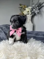 Mookie , a male Maltipoo and Shih Tzu for sale in Fate, TX – 3 of 4