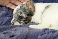 Phantom merle parti , a female Poodle - Toy  for sale in Tampa, FL – 2 of 4