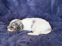 Phantom merle parti , a female Poodle - Toy  for sale in Tampa, FL – 3 of 4