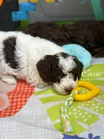 Dark brown tricolor, a female Poodle - Miniature  for sale in Tampa, FL – 4 of 5