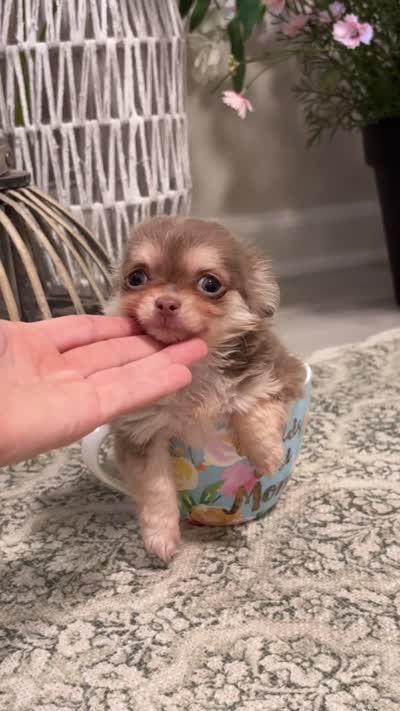 Tiny Lilac and Tan, a female Chihuahua for sale in Tampa, FL – 3 of 7