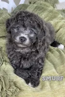 Smurf true dilute blue, a male Yorkipoo for sale in Tampa, FL – 2 of 3