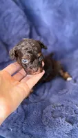 Brown phantom abstract , a female Poodle - Toy  for sale in Tampa, FL – 4 of 4