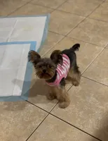 Korean Luna, a female Yorkshire Terrier for sale in Tampa, FL – 3 of 3