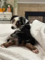 Sailor , a female Miniature Australian Shepherd for sale in Tampa, FL – 4 of 6