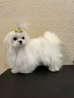 Korean Big Eyes Maltese, a female Maltese for sale in Tampa, FL – 3 of 3