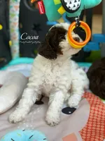 Dark brown tricolor, a female Poodle - Miniature  for sale in Tampa, FL – 5 of 5