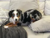 Sailor , a female Miniature Australian Shepherd for sale in Tampa, FL – 5 of 6