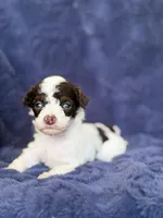 Dark brown phantom parti, a male Poodle - Toy  for sale in Tampa, FL – 3 of 4
