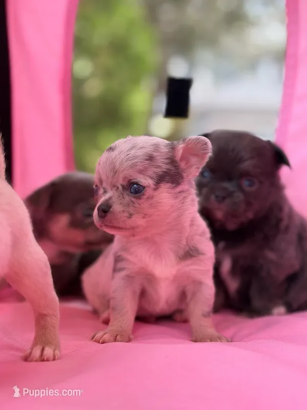 Tiny Zilver  – Chihuahua puppy for sale in Tampa, FL
