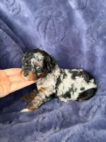 Mh Harlequin Merle Phantom, a female Poodle - Toy  for sale in Tampa, FL – 3 of 6
