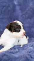 Dark brown phantom parti, a male Poodle - Toy  for sale in Tampa, FL – 4 of 4