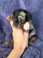 Mh Harlequin Merle Phantom, a female Poodle - Toy  for sale in Tampa, FL – 2 of 6