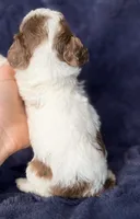 Brown phantom merle parti, a male Poodle - Toy  for sale in Tampa, FL – 4 of 4