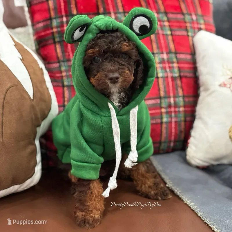 AKC brown phantom abstract – Poodle - Miniature  puppy on hold in Tampa, FL