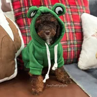 AKC brown phantom abstract, a male Poodle - Miniature  for sale in Tampa, FL – 1 of 5