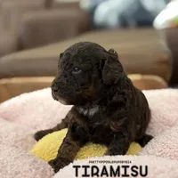 AKC brown phantom abstract, a male Poodle - Miniature  for sale in Tampa, FL – 4 of 5