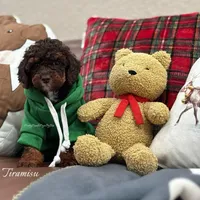 AKC brown phantom abstract, a male Poodle - Miniature  for sale in Tampa, FL – 5 of 5