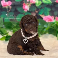 AKC brown phantom abstract, a male Poodle - Miniature  for sale in Tampa, FL – 2 of 5